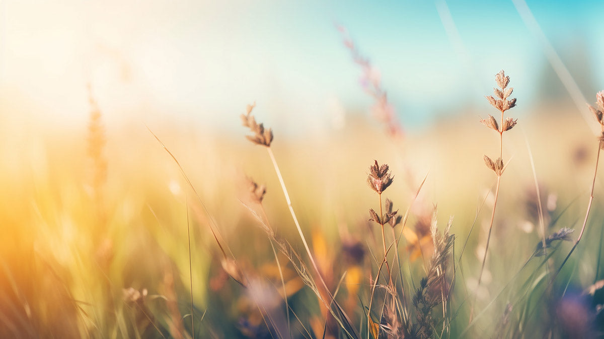 Photo of a field with yellow and light coloured grain stalks from low vantage point with a blue sky